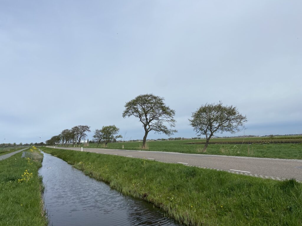 Elzen aan de Broekweg in de Noordpolder