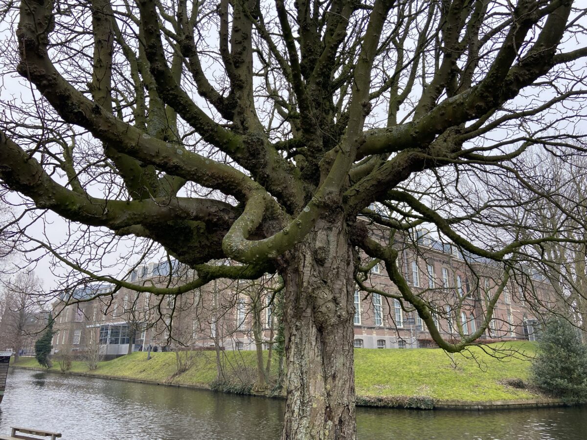Foto met voornamelijk takken van een kastanje in beeld ; winterbeeld